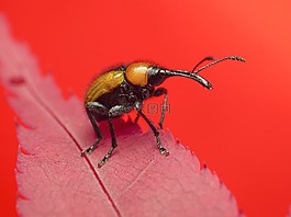 昆蟲,動物,自然