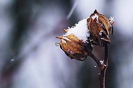 雪,冬天,白