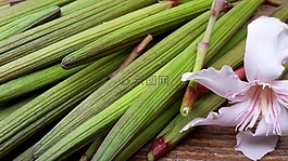 夾竹桃,綠色,開花