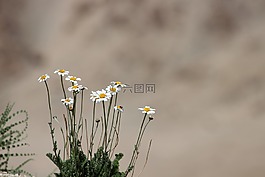 花,拉達克,甜點