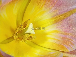 郁金香,杯,郵票