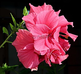 花,槿,粉紅色
