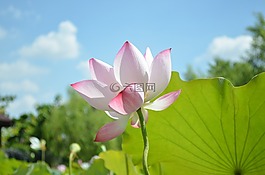 荷花,蓮花,天空