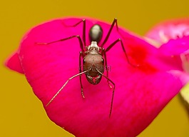 自然,花,昆蟲