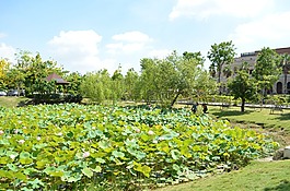 荷花池,蓮花池,亞洲大學