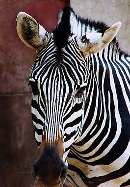 斑馬,動物,動物園
