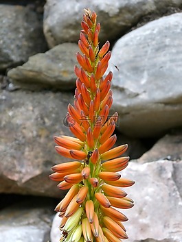 花,复合花,仙人掌