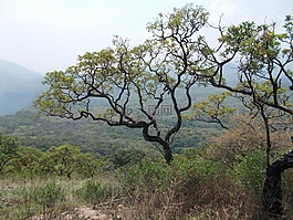 樹,自然,小山