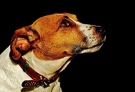 杰克羅素,小獵犬,狗