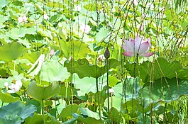 荷花,花,蓮花