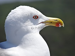 海鷗,鳥,頭