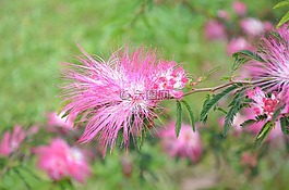 花,毛毛的花,粉红色