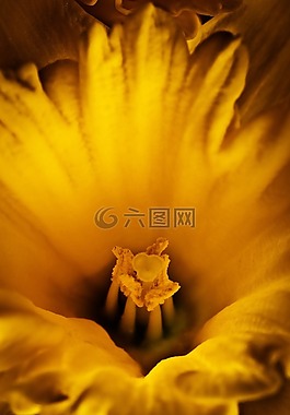 花,喇叭水仙,黃