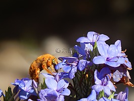 大黃蜂,橙色,吸吮