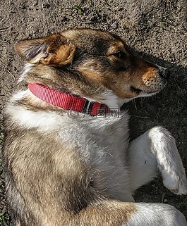 狗,寵物,動物