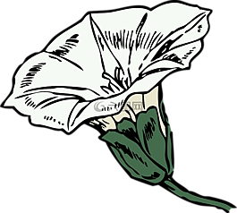 旋花,花,植物