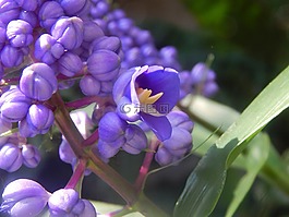珠,鮮花,藍(lán)色