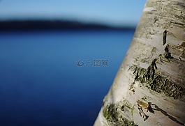 景,樺木,樹