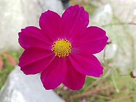 秋季,坠花,免费图片