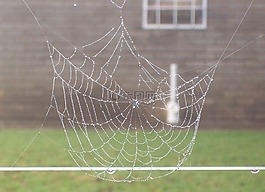 蛛網(wǎng),露水,web