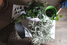 裝修,葉子,植物