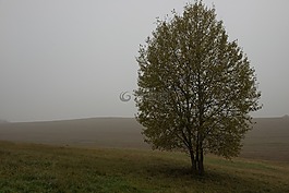 秋,樹,霧