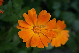 萬(wàn)壽菊,開花,橙