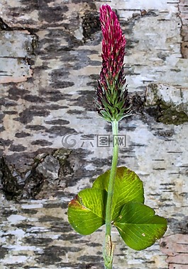 克萊,開(kāi)花,樺木