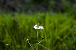 板球,草坪,性質(zhì)