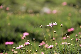 瑪格麗特,雛菊,個(gè)行業(yè)