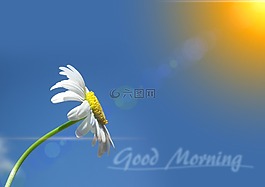 瑪格麗特,leucanthemum,復合材料