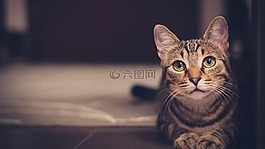 貓,陰影,貓的