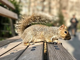 動物,動物園,野生動物