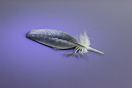 自然,羽毛,鳥(niǎo)