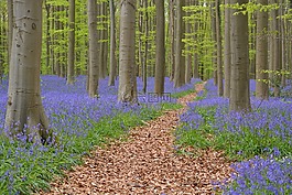 hallerbos,鲜花,风信子