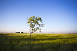木材,黎明,字段