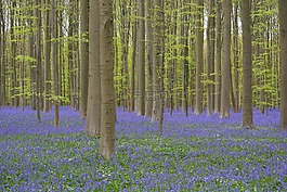 hallerbos,鲜花,风信子