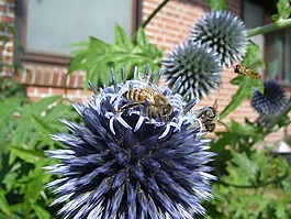 蜜蜂,hoverfly,蓟