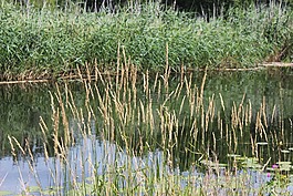elde müritz 通道,新城-glewe,通道