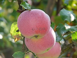 花園,蘋果,水果