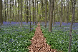 hallerbos,鲜花,风信子