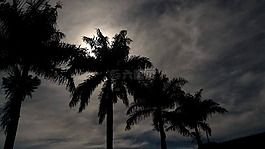 椰子樹,天空,性質