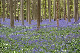 hallerbos,鲜花,风信子