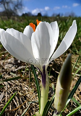 性質(zhì),花,開花
