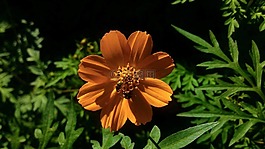 花卉,花laranjada,橙色