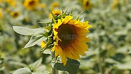 向日葵,花,性質(zhì)