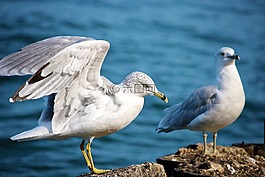 海鷗,鳥,海