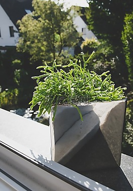 植物,窗口,窗臺(tái)