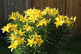百合花,花,廠