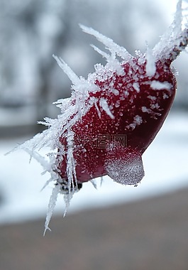 eiskristalle,玫瑰果,冬天